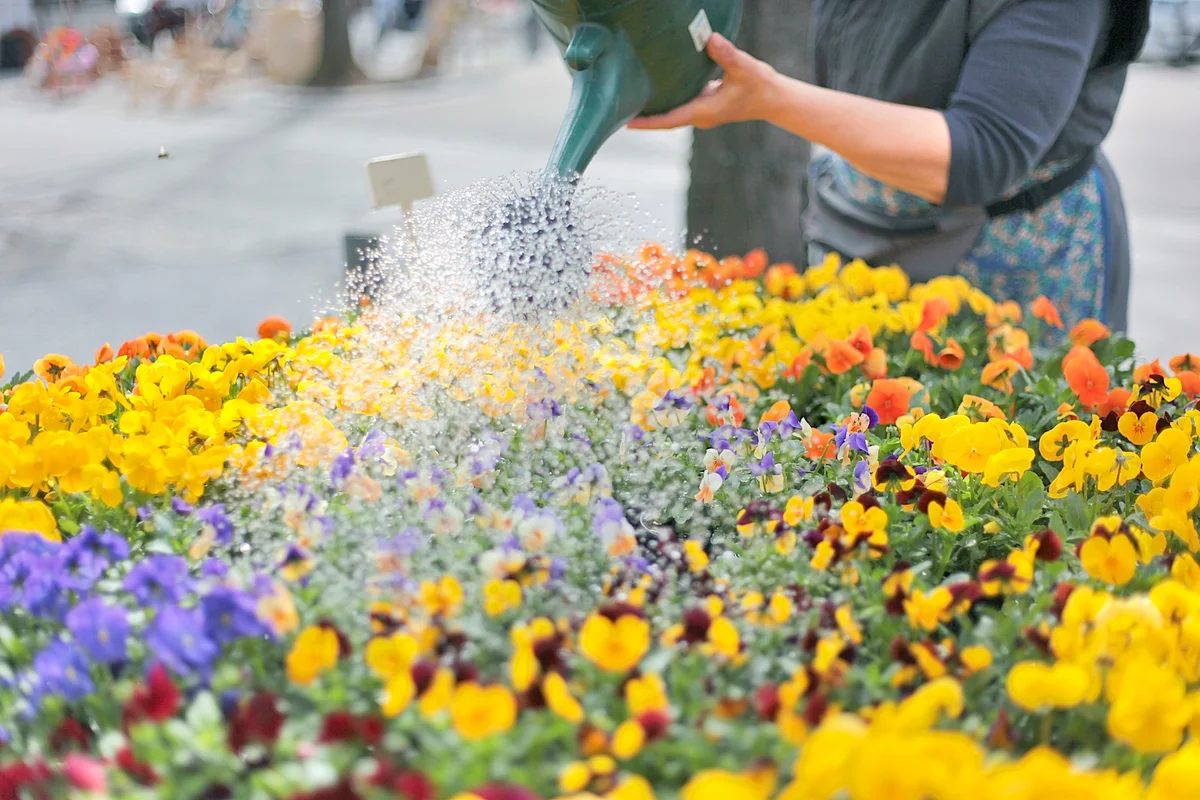 Woman watering her beautiful violet flowers