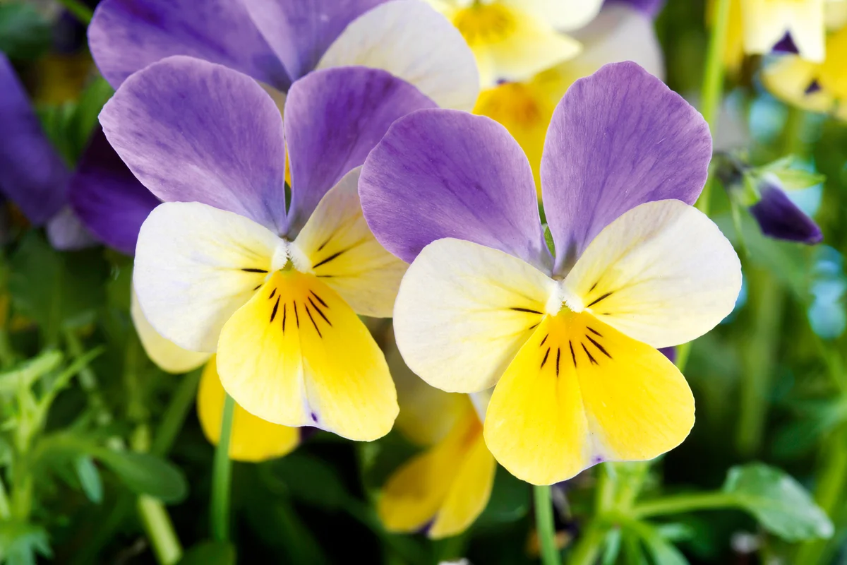 Viola tricolor
