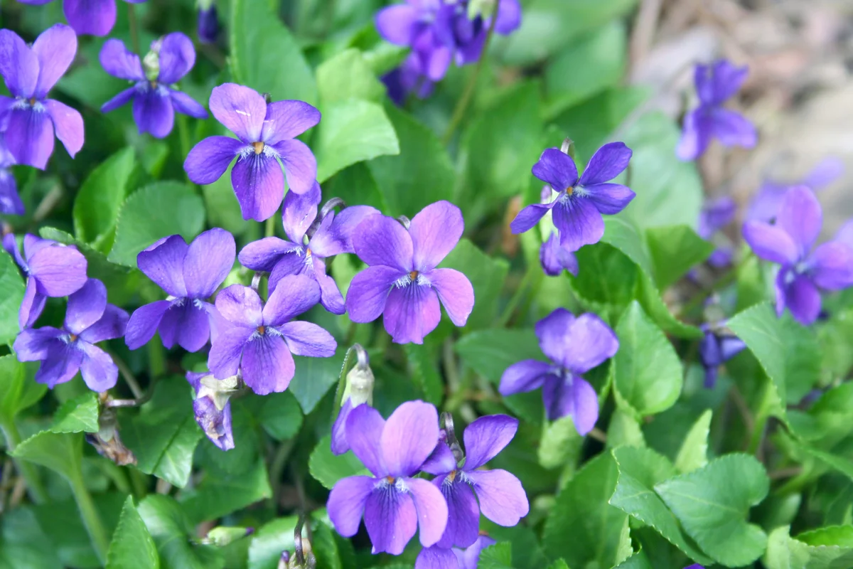 Common violets in the garden in early spring