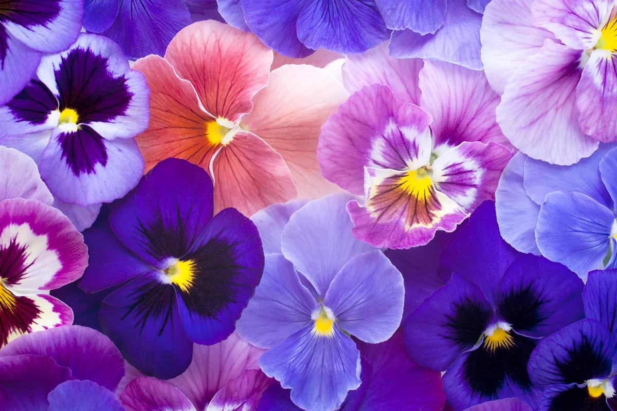 Different violet flowers
