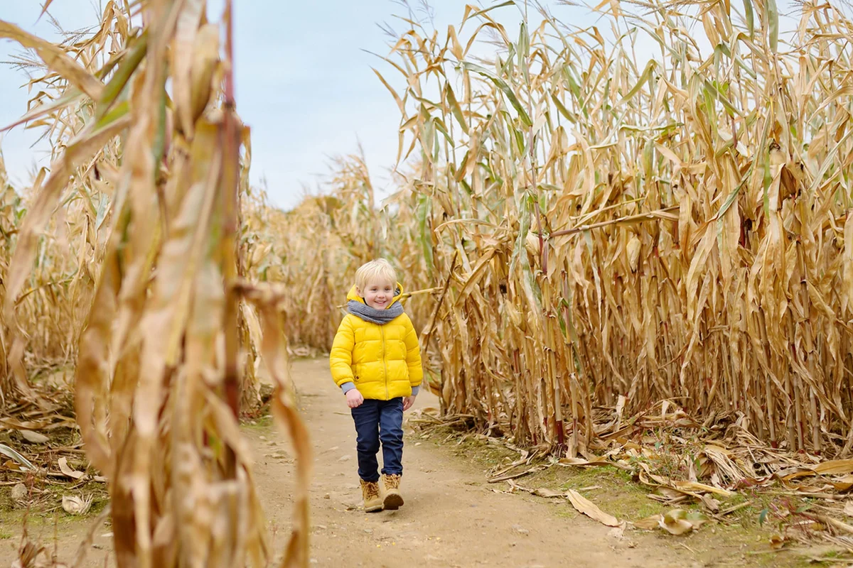boy walking through corn maze