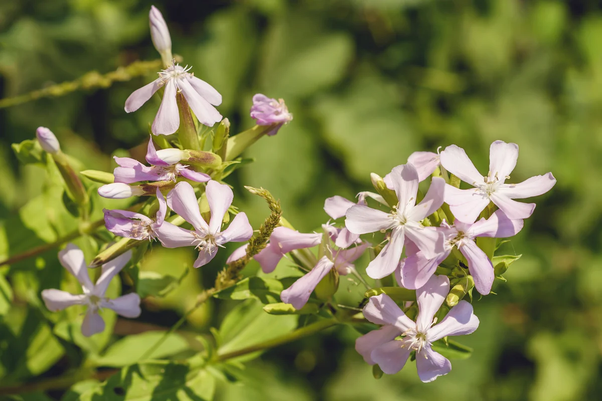 Saponaria officinalis a common perennial plant from the family Caryophyllaceae