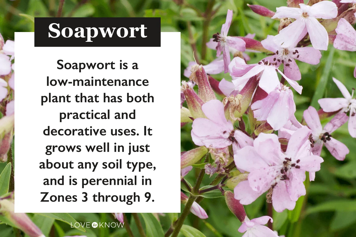 Soapwort characteristics
