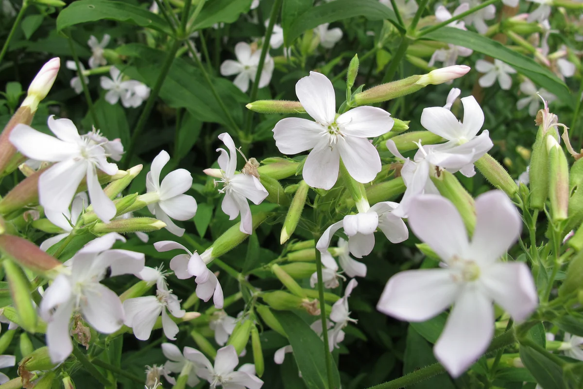 Common soapwort, Saponaria officinalis