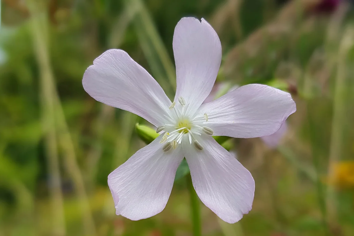 Soapwort; Saponaria, caespitosa