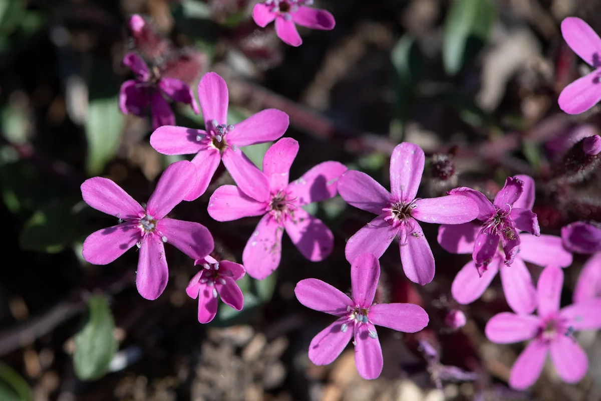 Saponaria calabrica