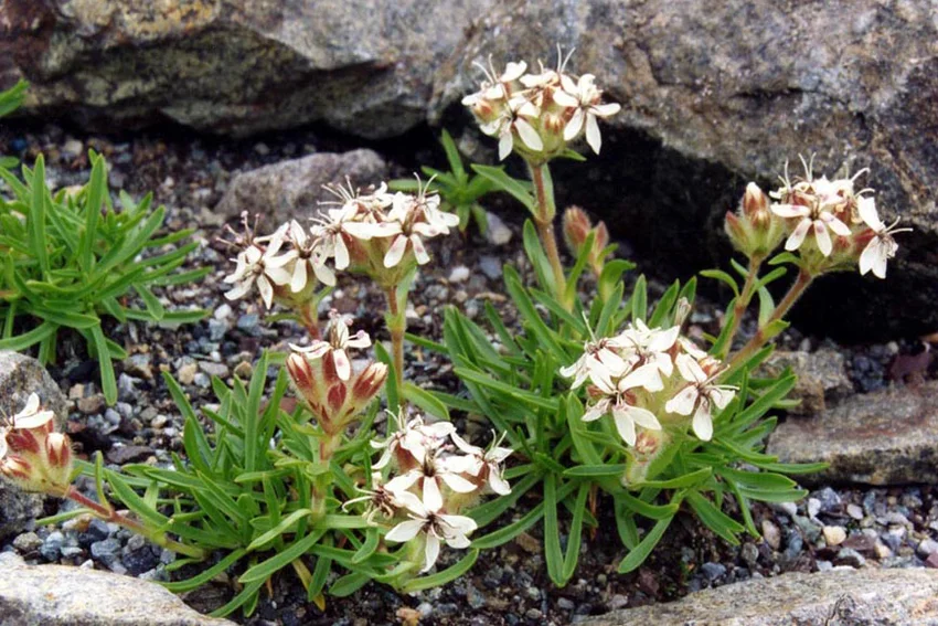 Saponaria lutea