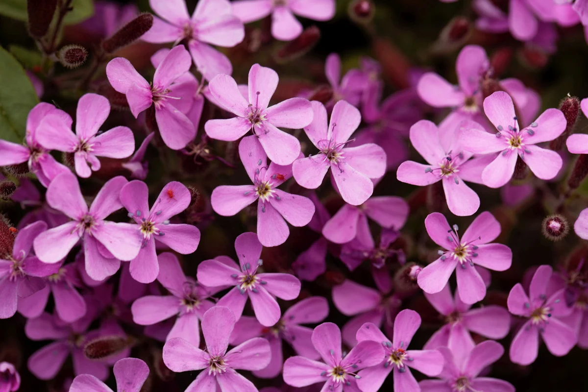 Saponaria ocymoides
