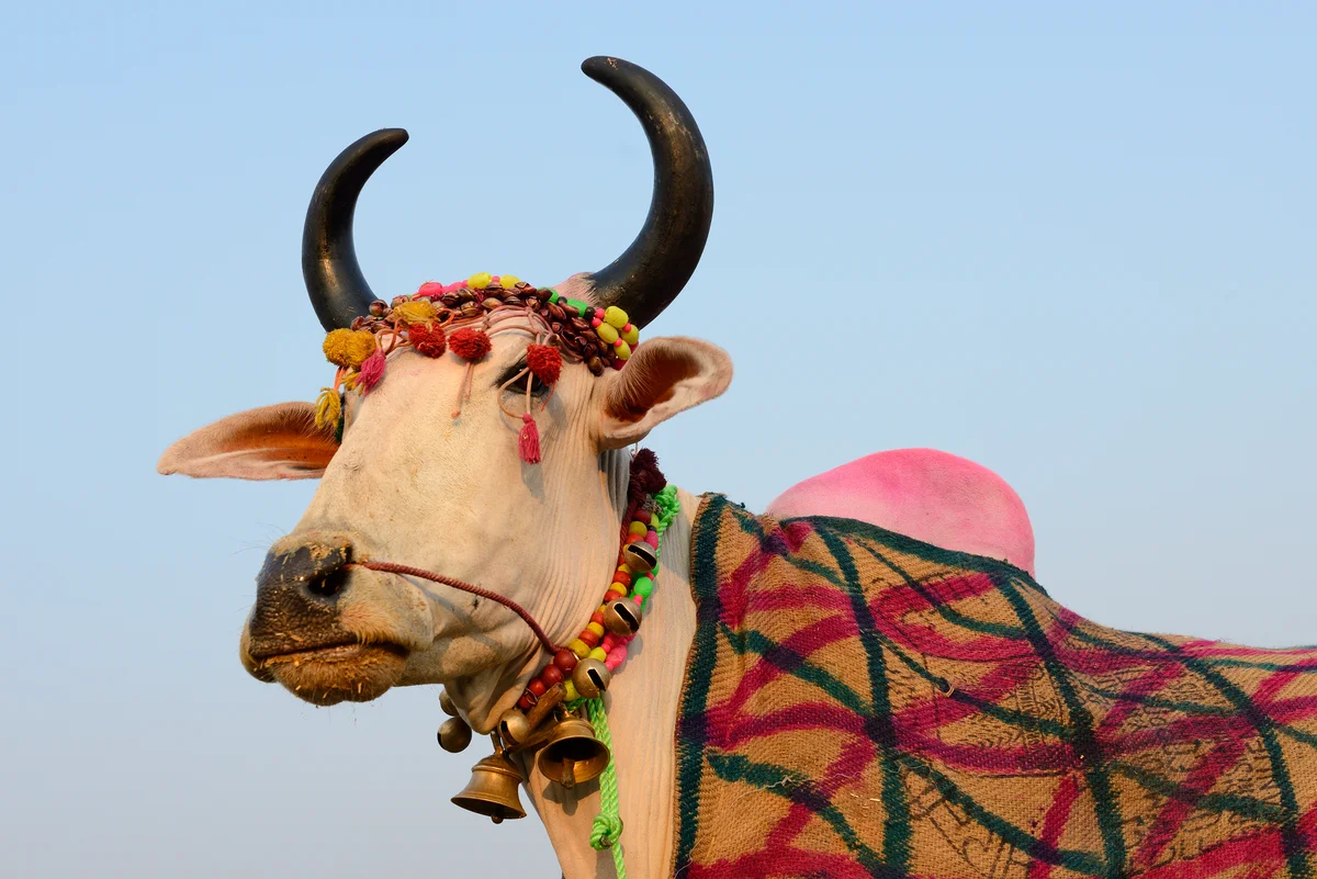 prize cow in India