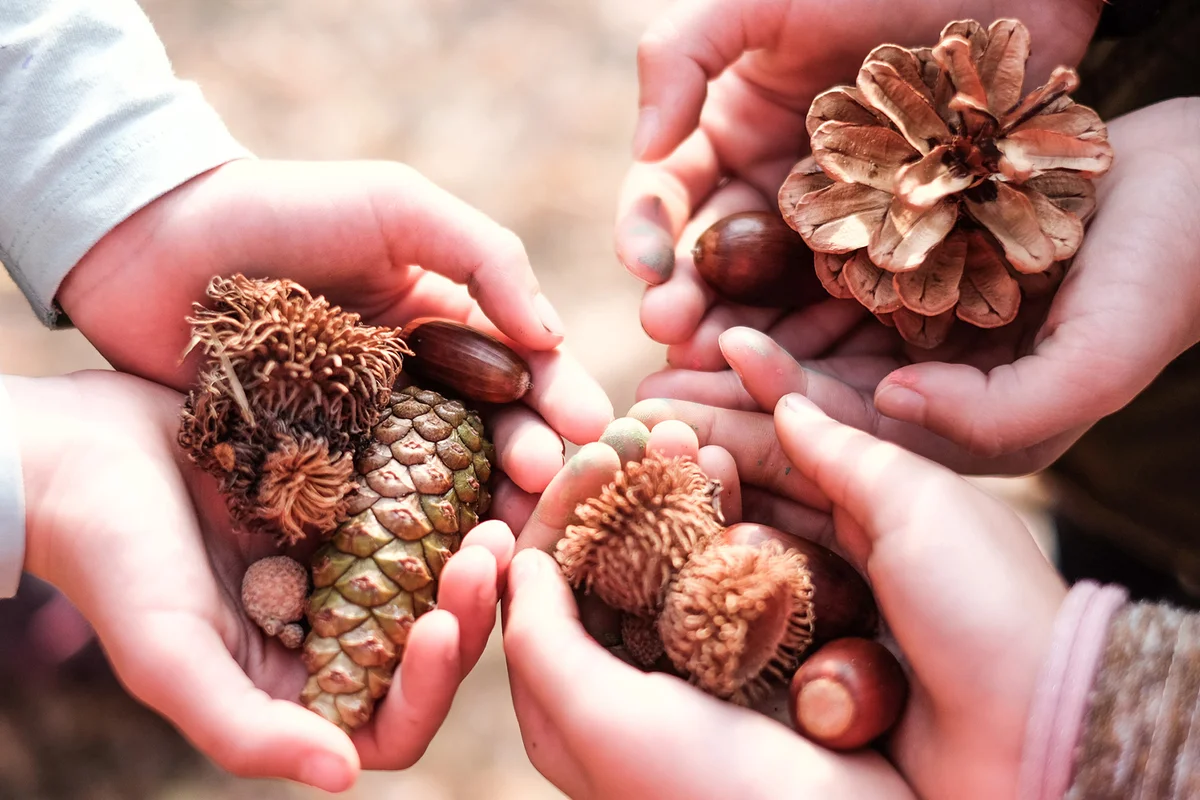 View above children hand holding forest fruit
