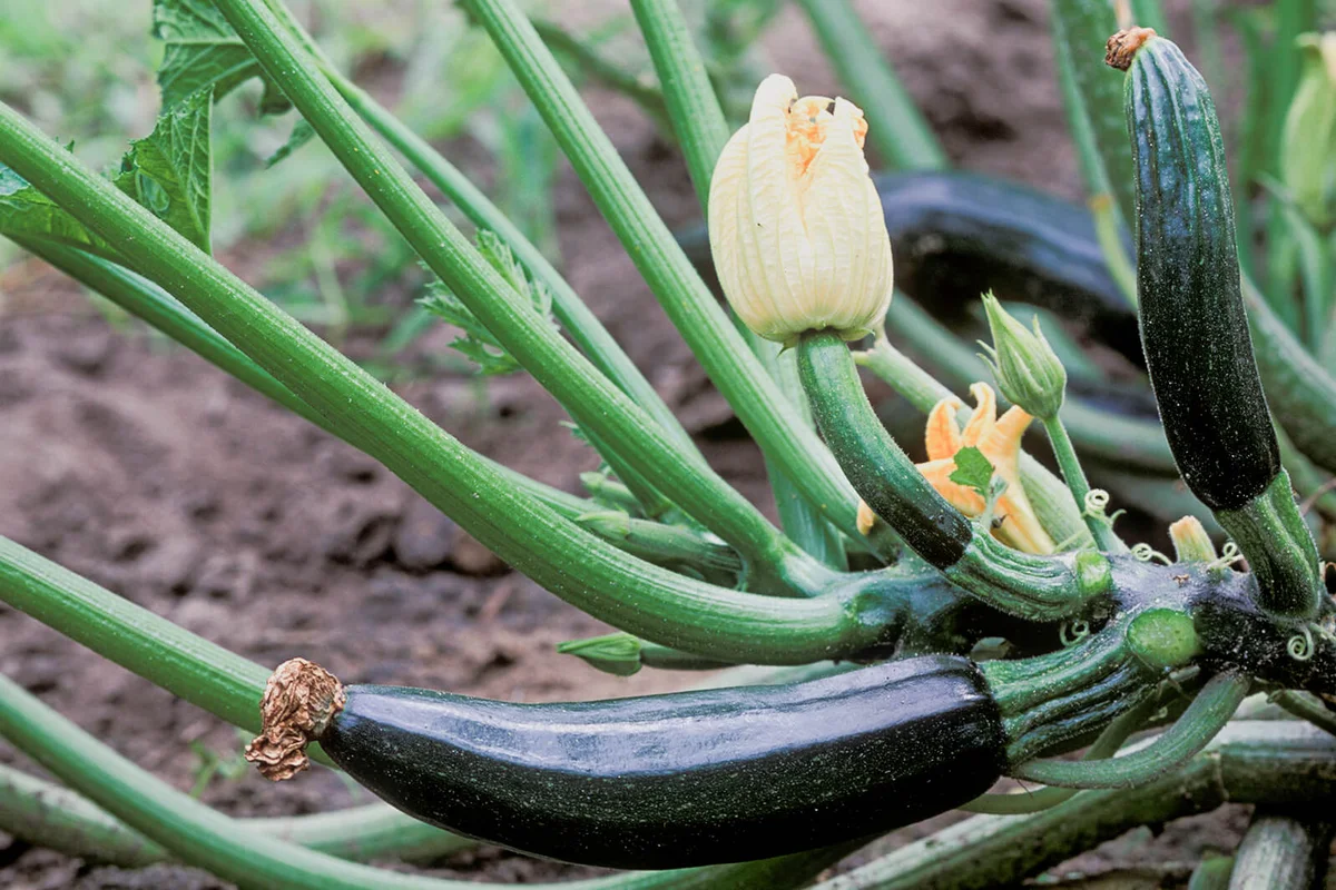 Flower and fruit of zucchini