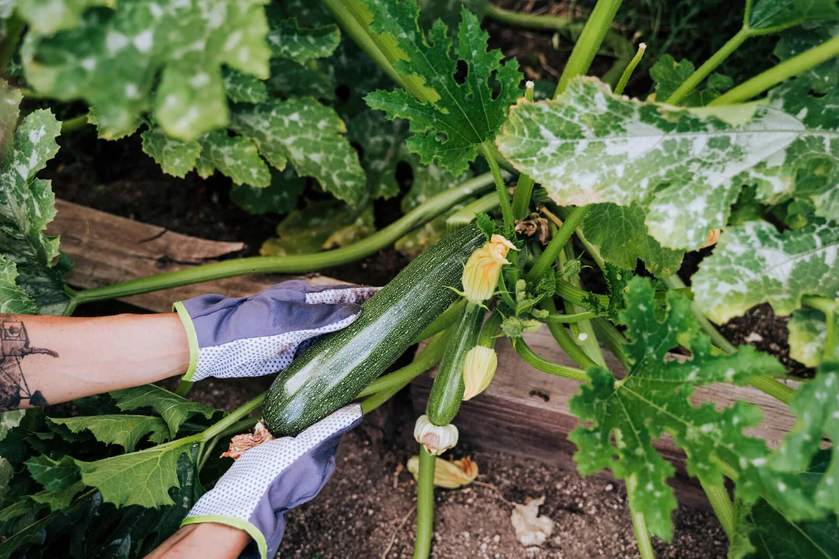 woman hands picking zucchini at vegetable garden