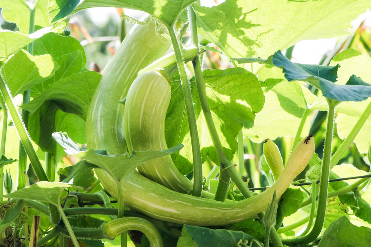 Cucurbita Moschata 'Tromboncino'