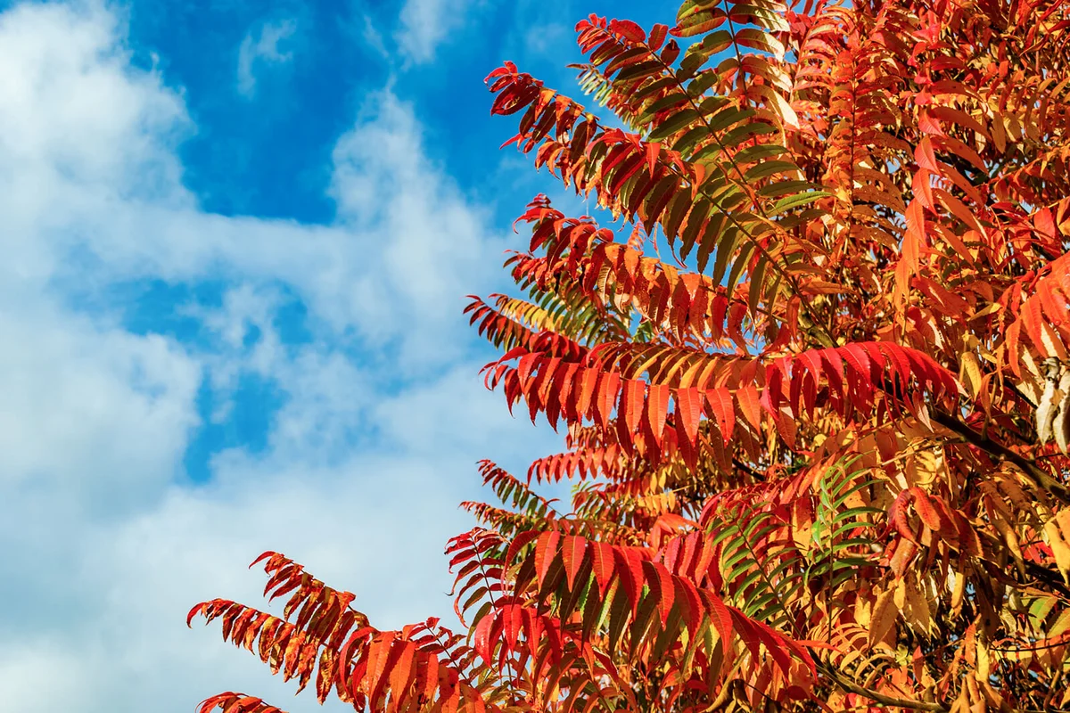 Autumn red, orange and yellow leaves of Rhus typhina tree