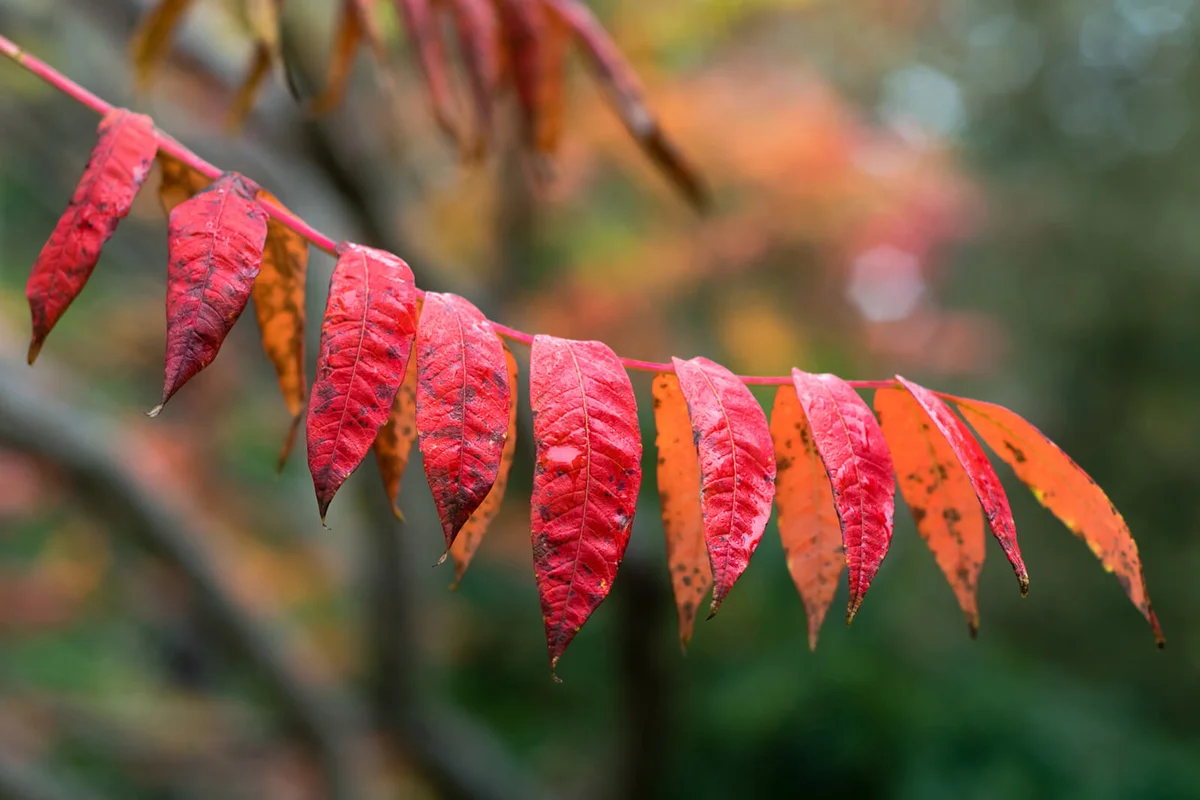 Autumn leaves of Rhus Glabra 'Smooth Sumach'