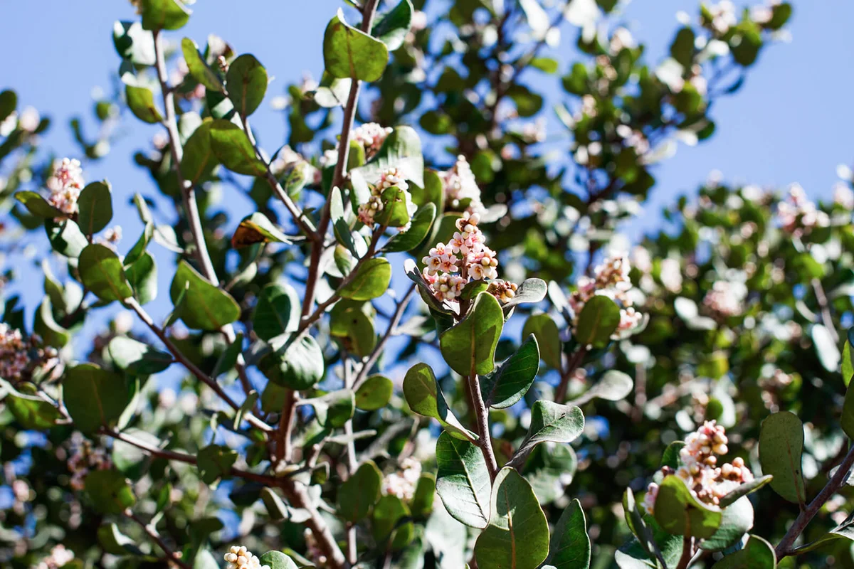 Yellow pink terminal indeterminate panicle inflorescences bloom on Bittersweet Sumac, Rhus Integrifolia