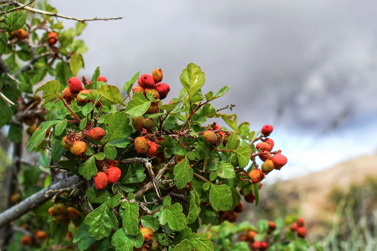 Fragrant Sumac, they can be identified by clutches of light green, lobed foliage, and small, hairy fruits in shades of red and yellow