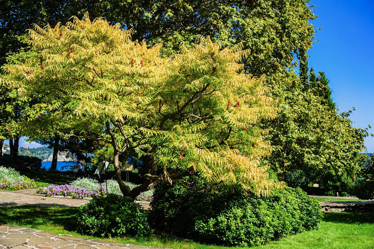 Yellow sumy Rhus typhina 'Laciniata Aurea' in sanatorium Aivazovsky against blue sea