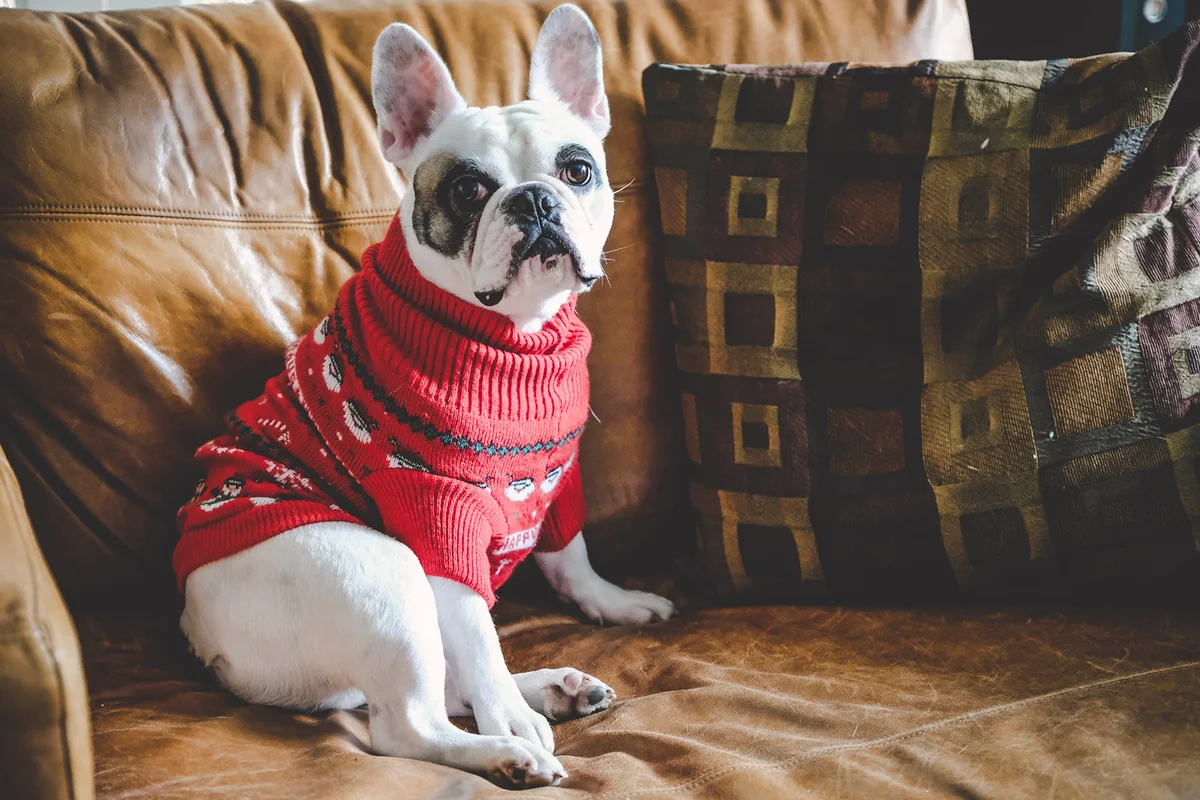 French Bulldog wearing Christmas Jumper