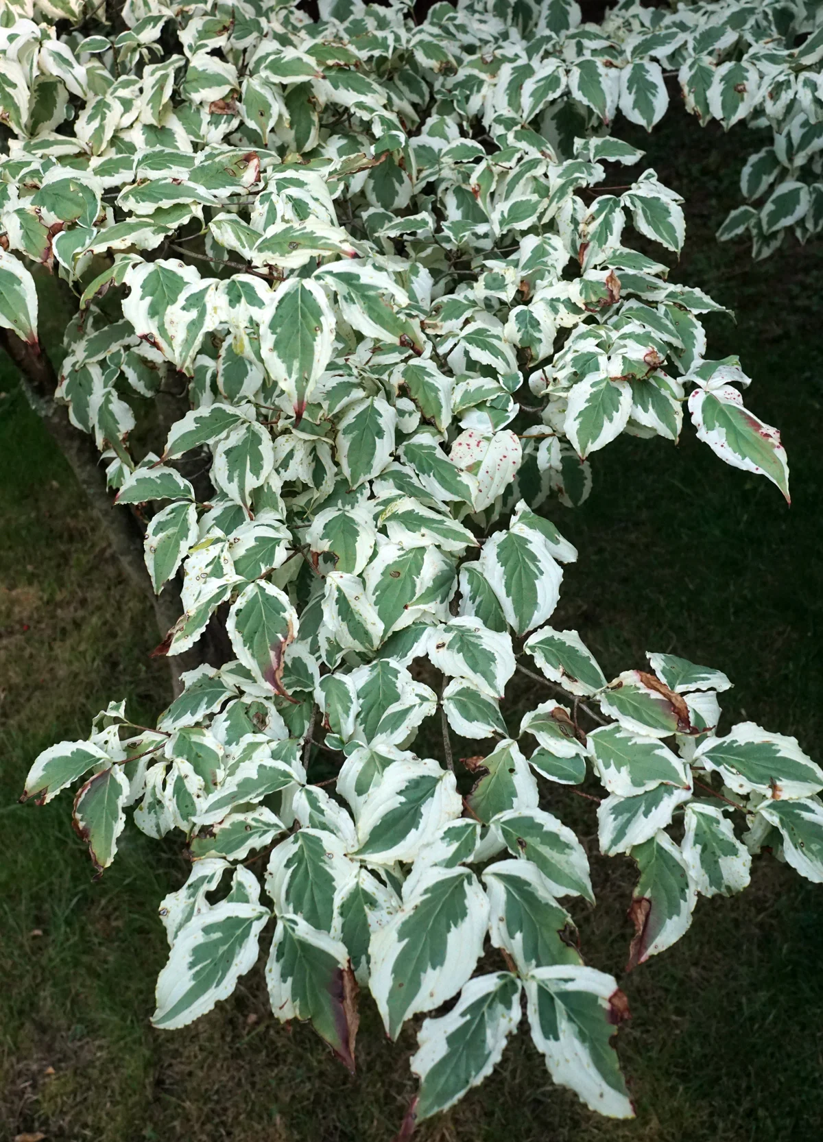 Cornus kousa 'Snowboy'