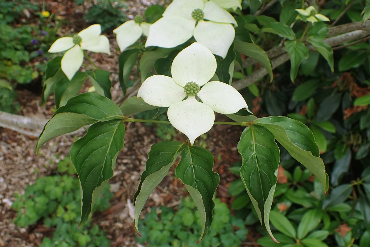 Cornus kousa 'National'