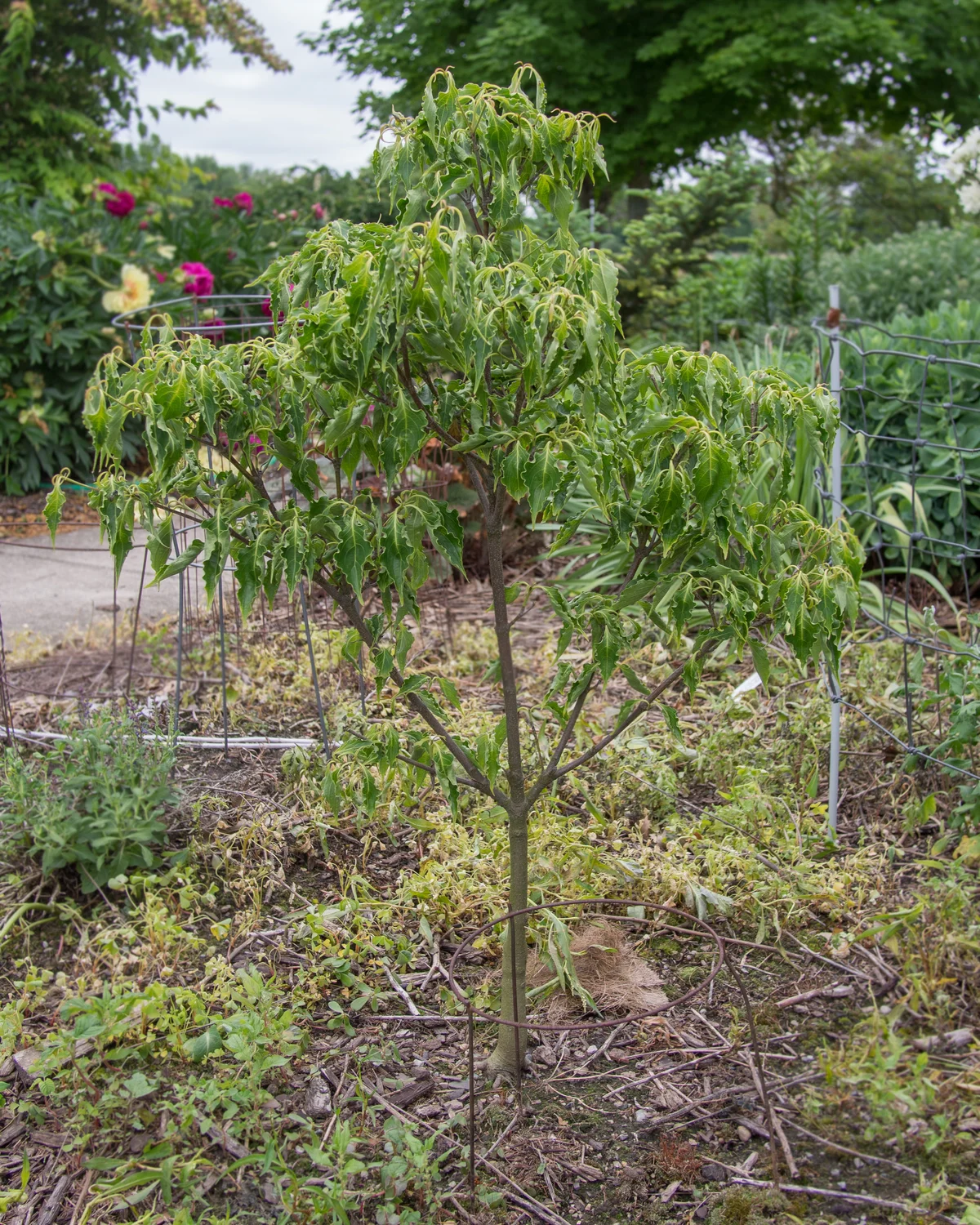 Cornus kousa 'Little Poncho'