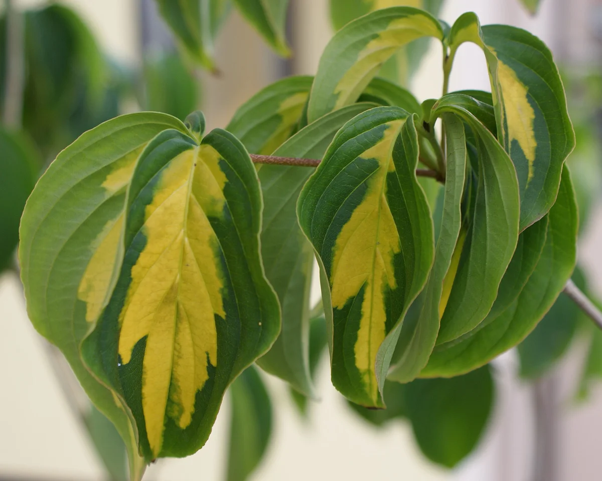 Cornus kousa Gold Star
