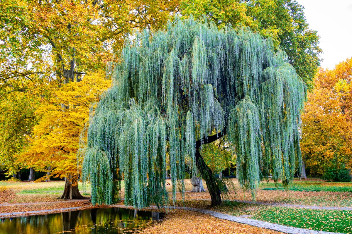 weeping will tree in park in autumn Germany