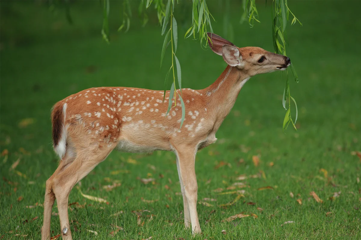 young deer fawn eating from a willow tree