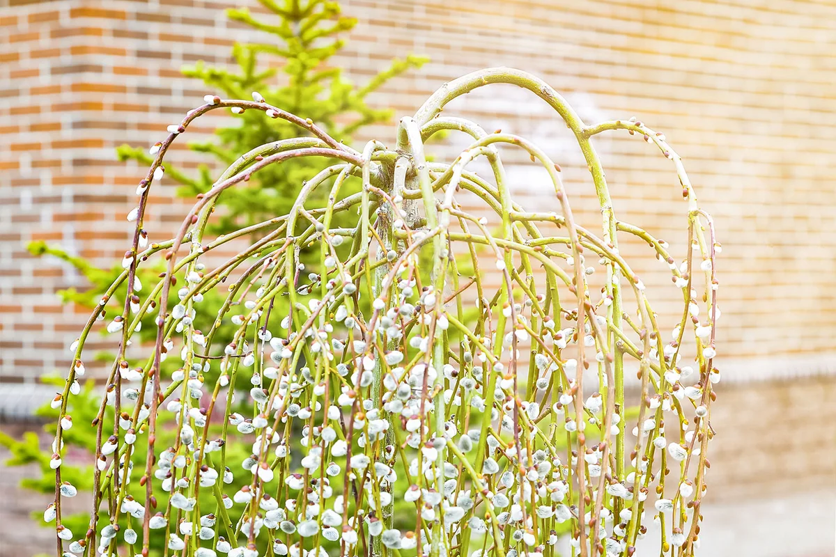 Salix caprea Kilmarnock willow tree