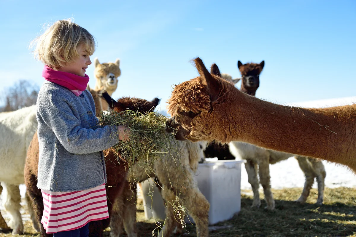 Girl feeding llamas with hay on a field in winter