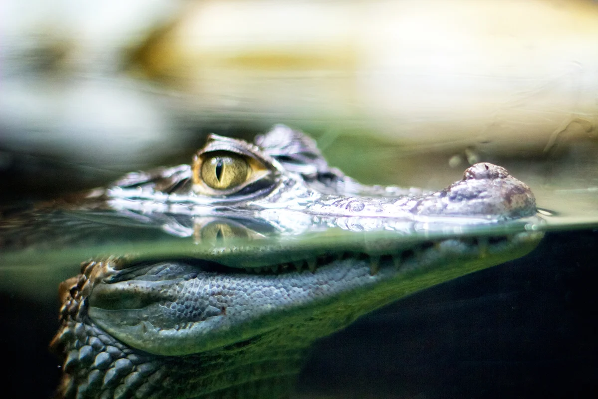 Crocodile In Forest