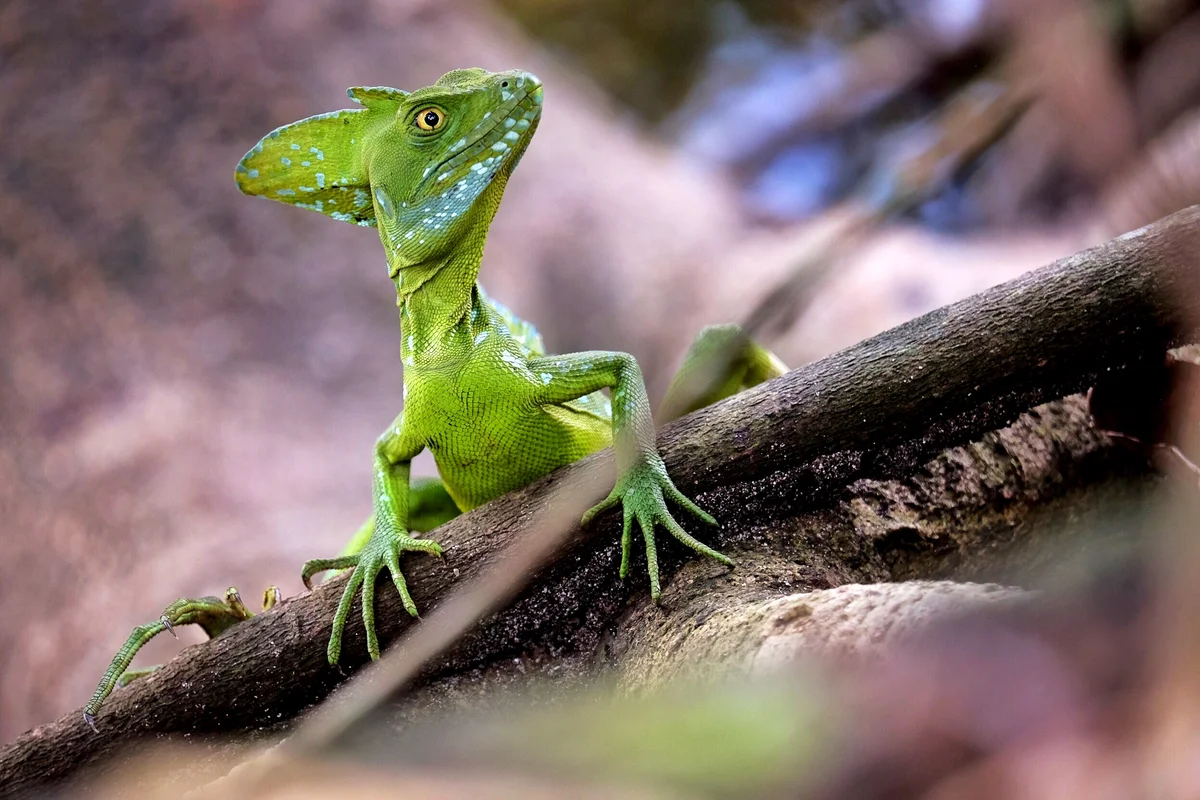 Chameleon On Tree