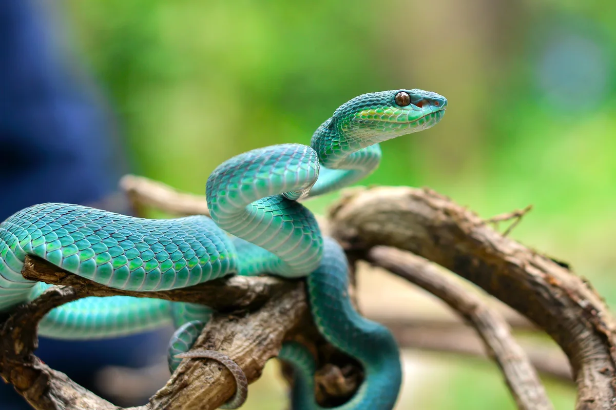 Serpent on tree
