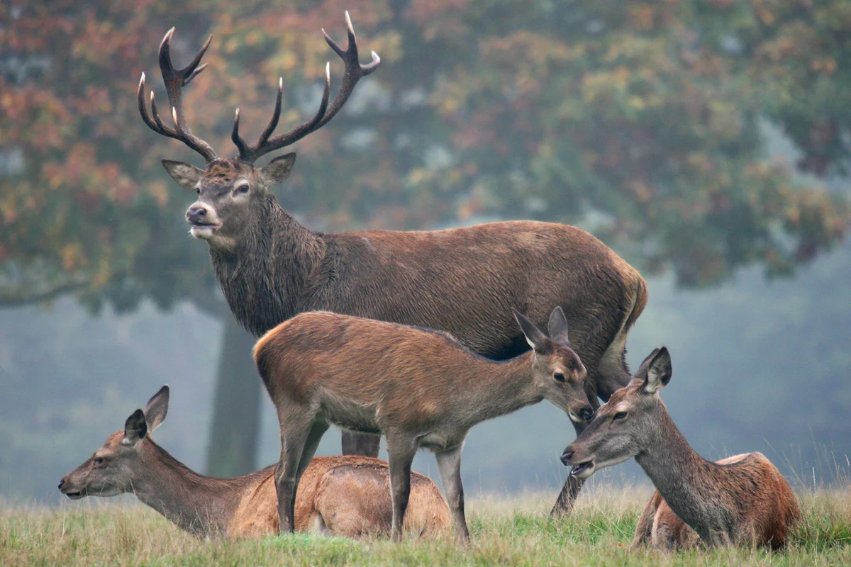 Family of red deers