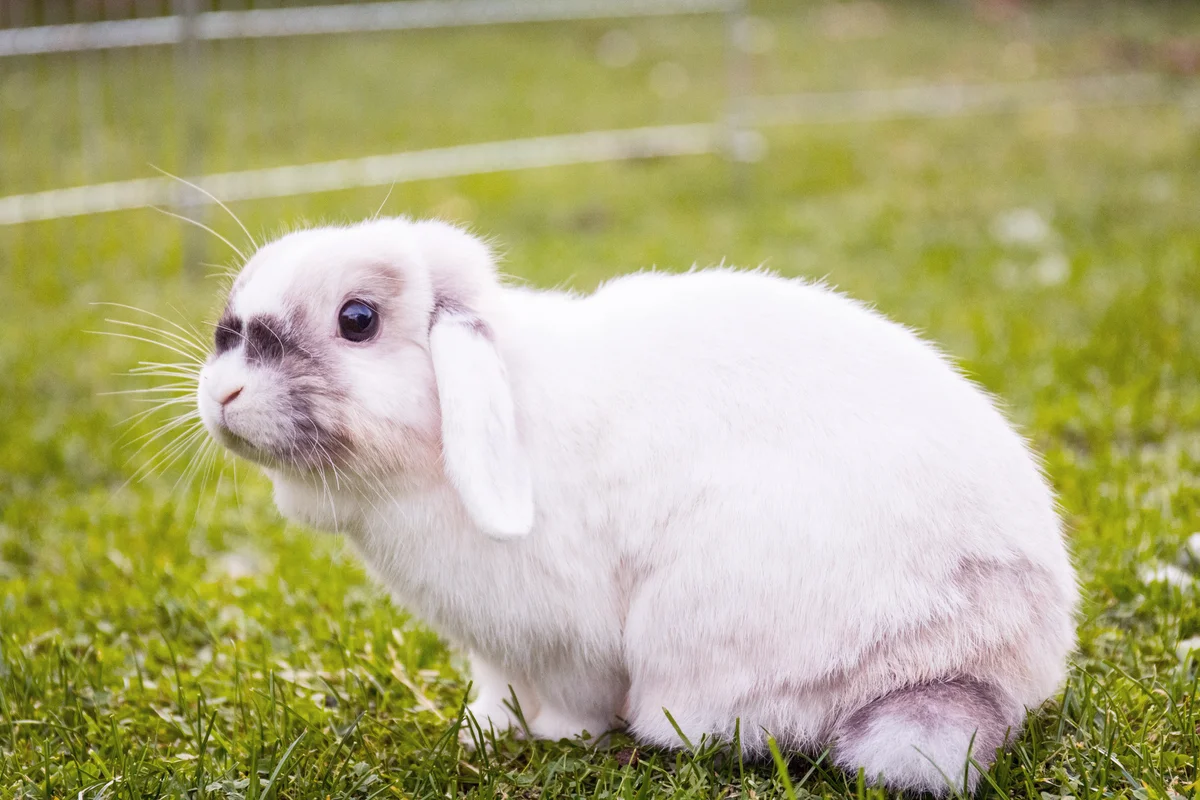 Rabbit Sitting On Grassy Field