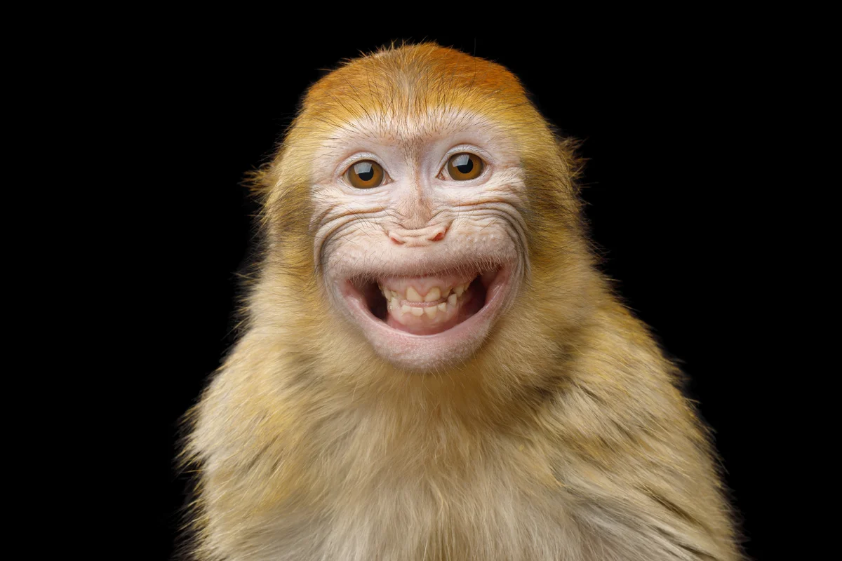 Smiling Barbary Macaque Monkey