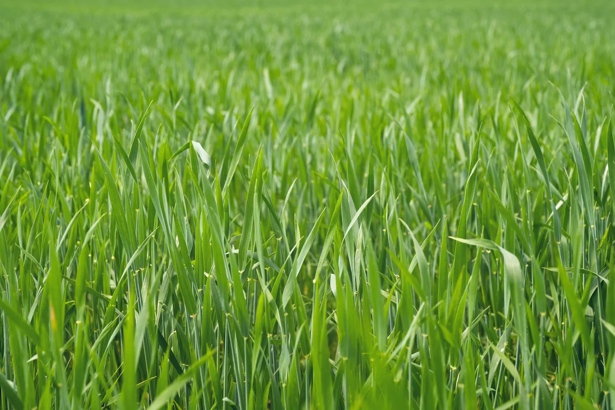 Green Grass on a Sunny summer day