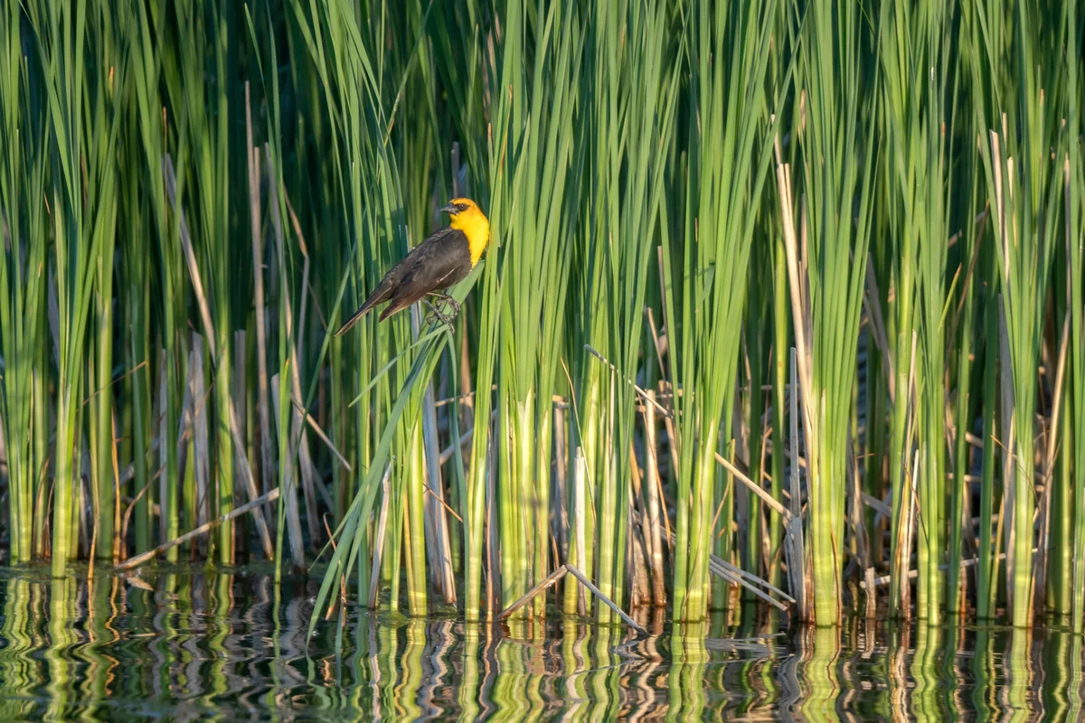 Yellow-headed Blackbird adult male
