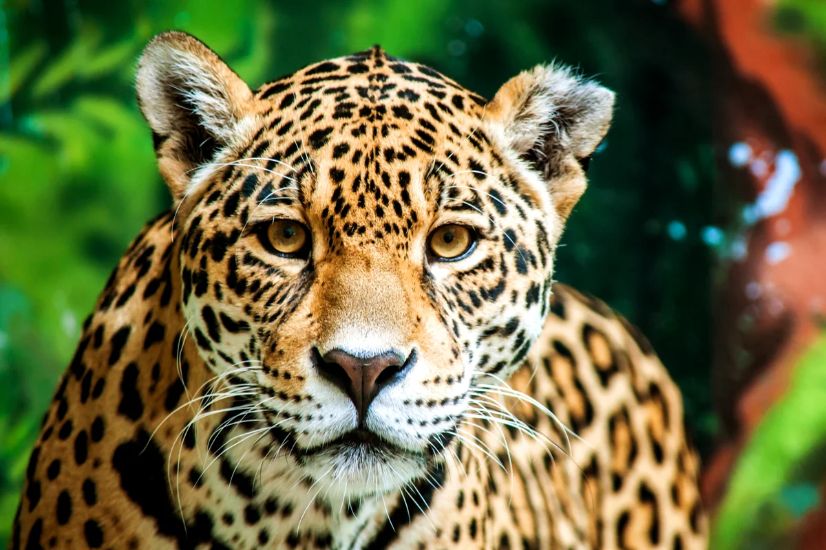 Jaguar in the jungle