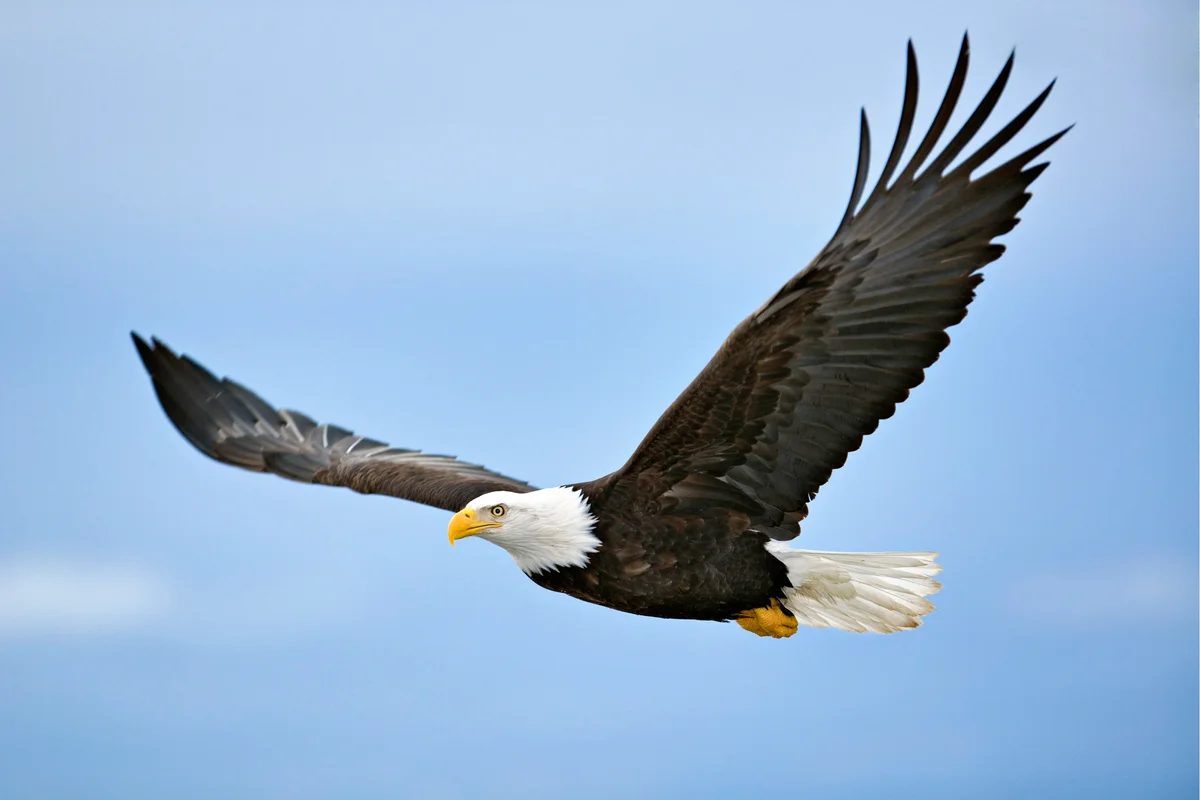 Bald eagle in mid flight