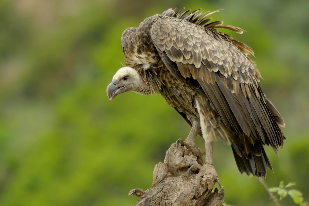 Vulture sitting on tree steam