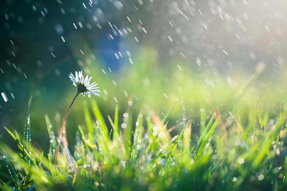Flower in the rain