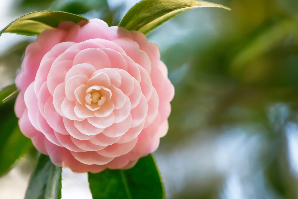 Pink Perfection Camellia