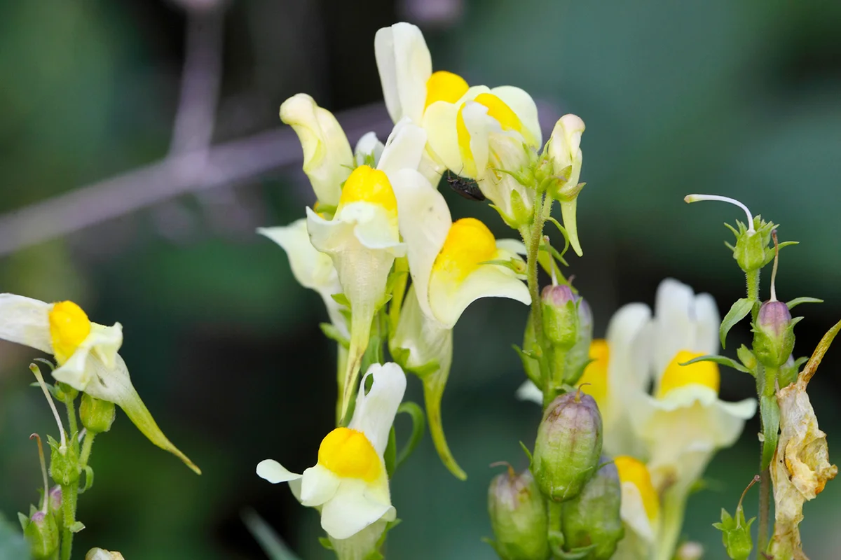 Common toadflax (Linaria vulgaris)