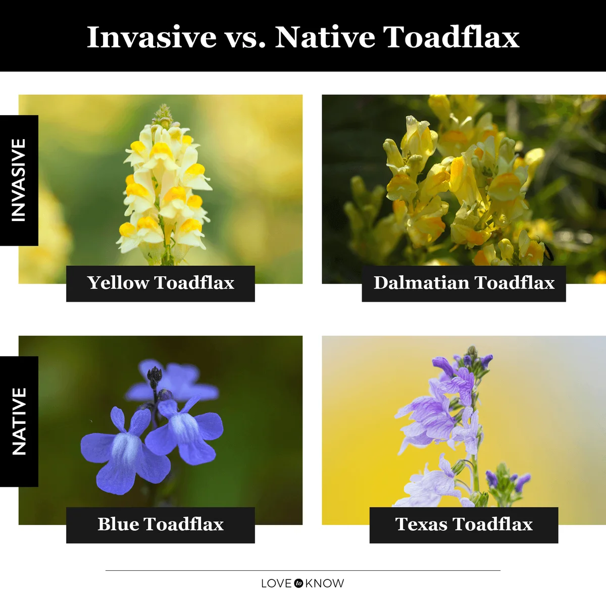 Invasive vs. Native Toadflax infographic