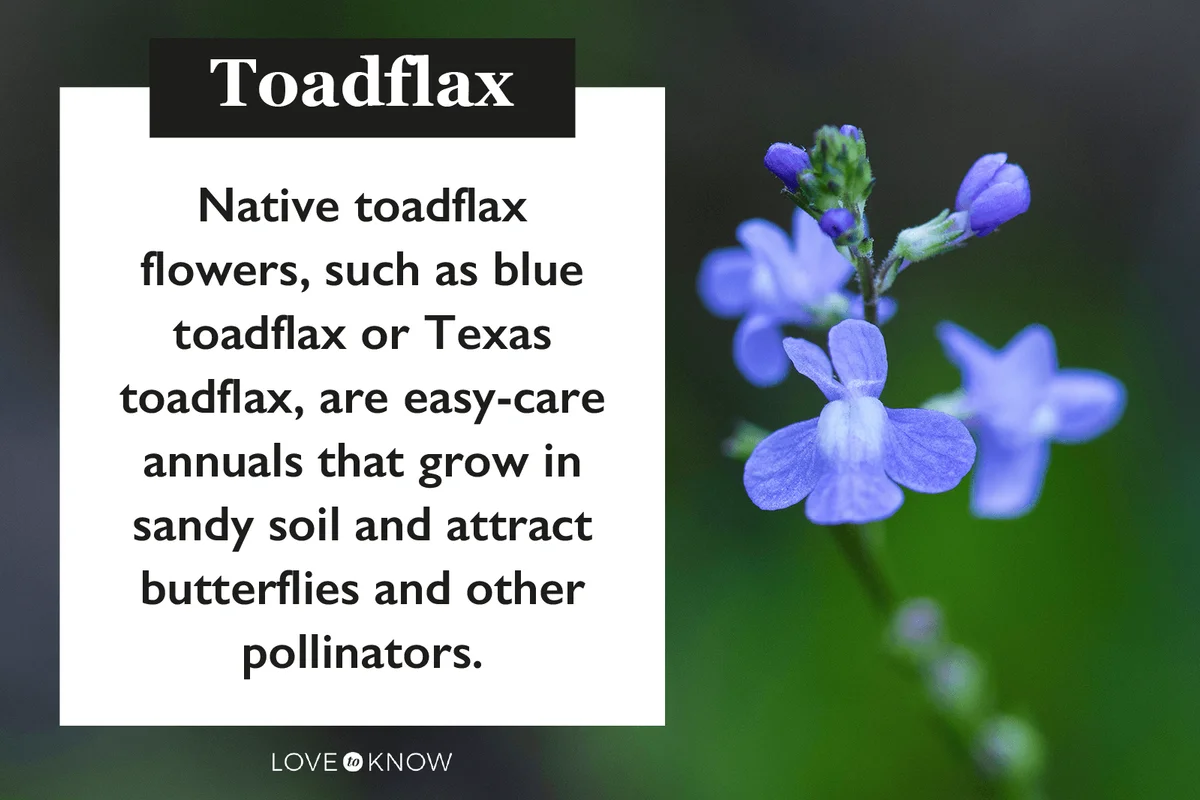 Toadflax flower characteristics