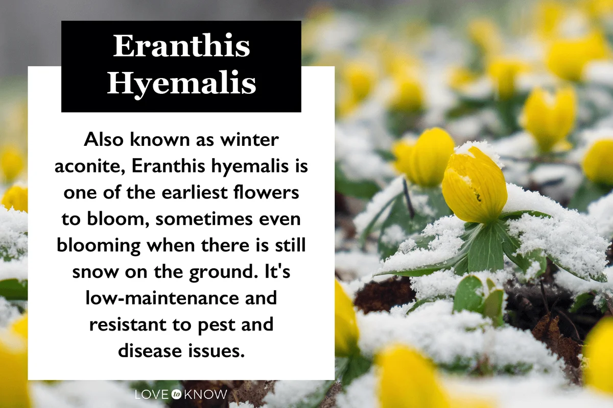 Eranthis Hyemalis characteristics