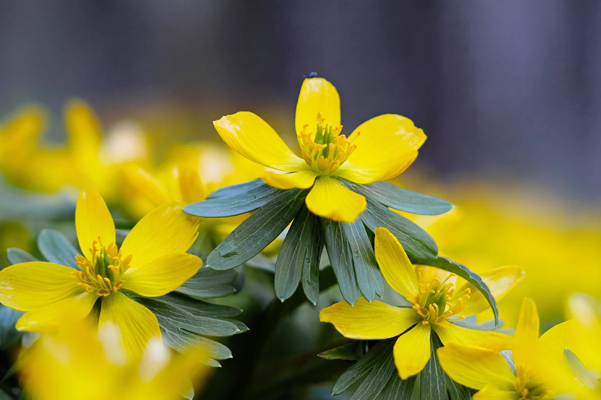 Eranthis Hyemalis flower