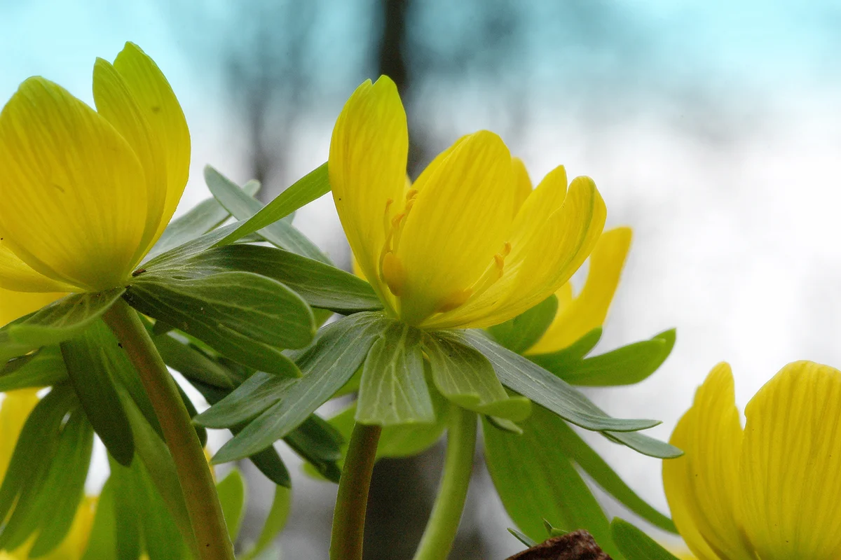 Eranthis hyemalis in the Arboretum of Alcsut.